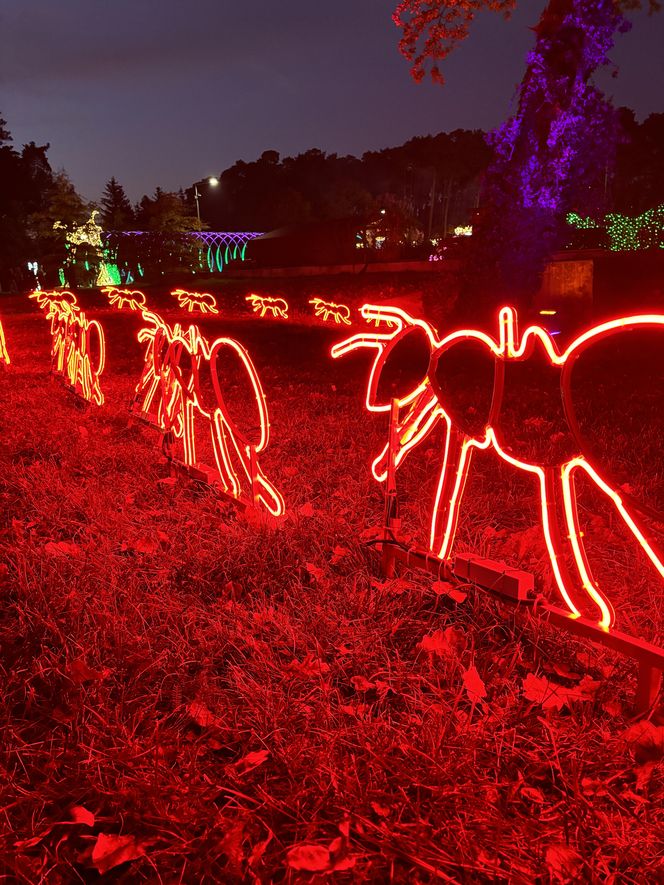 Otwarcie Lumina Parku w Poznaniu. Tegoroczne świecące miasteczko robi fenomenalne wrażenie!