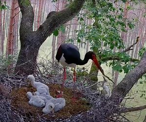 Bocian czarny wyrzucił z gniazda dwa pisklaki