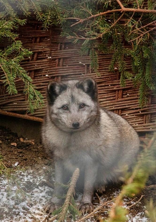 Krysia i Rysia miały być futrem, zamieszkały w fundacji