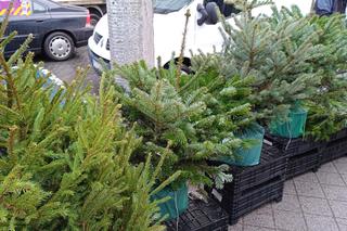 Drzewka świąteczne na Rynku Jeżyckim w Poznaniu