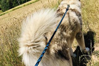 Wielichowska wyczesała psa na maksa