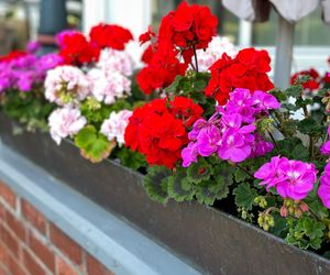 Pelargonie słabo kwitną? Podlej je tą miksturą, wysyp kwiatów gwarantowany aż do późnej jesieni