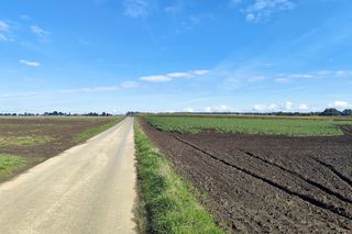 Rolnicy oszukani na nasionach