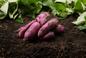 Bataty - uprawa w przydomowym warzywniku. Jak uprawiać słodkie ziemniaki?