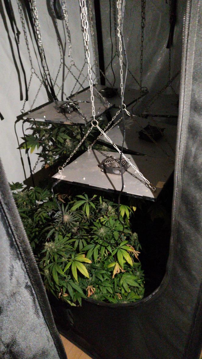 Marihuana w namiotach