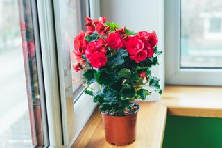 Kwiaty doniczkowe kwitnące na czerwono: begonia