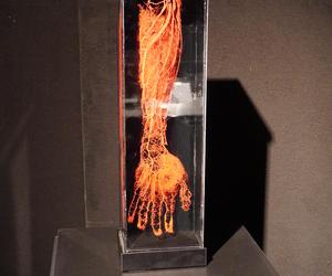 Wystawa z ludzkiego ciała. Body Worlds powróciła do Gdańska po 5 latach 