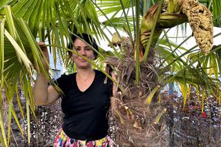 Przed domem państwa Tomczyków na Śląsku, palmy rosną przez cały rok