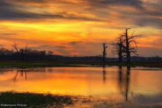 Dęby w Rogalinie [ZDJĘCIE DNIA]