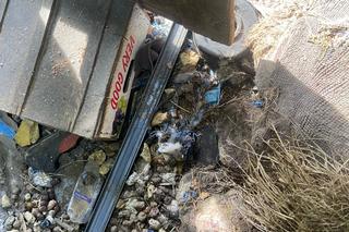 Skandaliczne warunki. Kot uwięziony na smyczy. „Jak przeżył zimę? nie wiemy” 