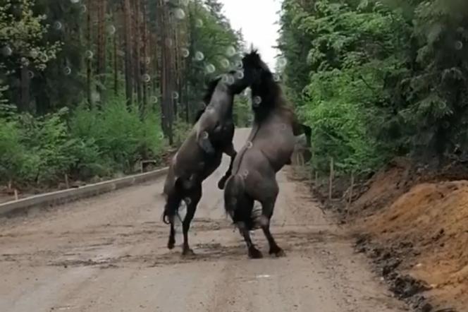 Dzikie konie harcowały na leśnej drodze. Tuż przed samochodem! Niesamowite nagranie z Mazur