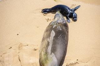 Szczenię foki na hawajskiej plaży 