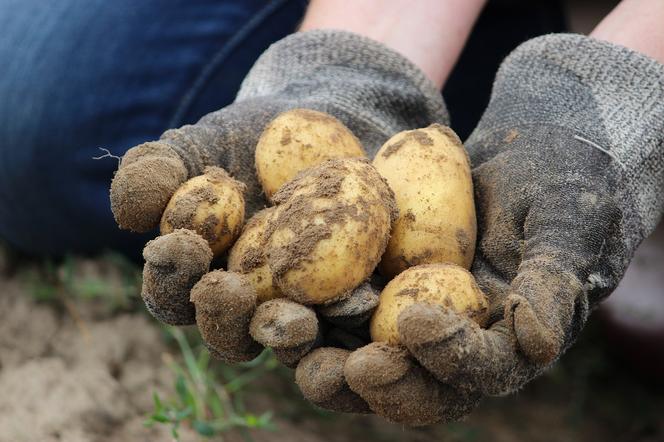 Potato Days Festival, Barnesville, Minnesota, USA