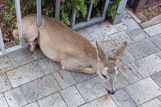 Strażnicy miejscy z Radlina uratowali sarnę