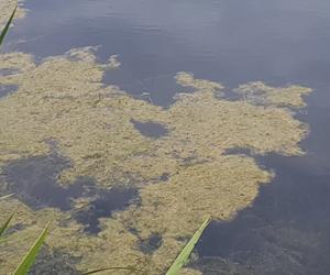 Jezioro Długie w Olsztynie zostanie oczyszczone z nadmiaru moczarki