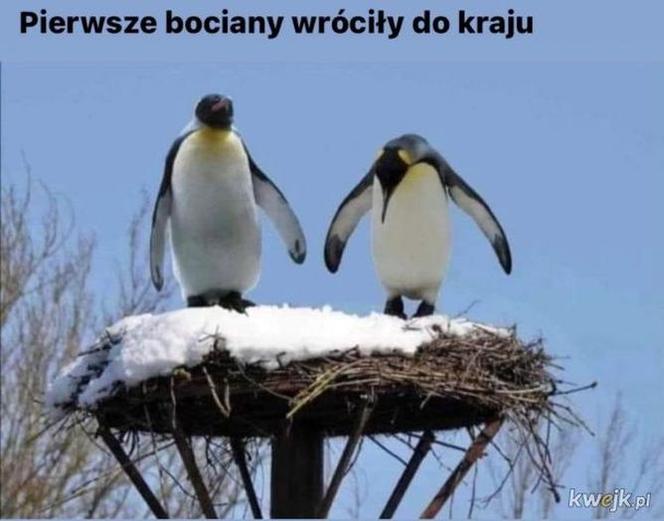 Memy na wiosnę 2023. Te najlepsze obrazki rozbawią Cię do łez!