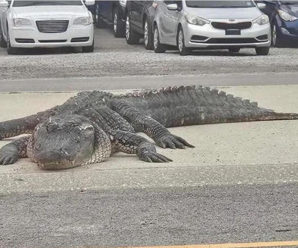 Wielki aligator wywołał panikę. Stał na środku drogi, kierowcy zwariowali