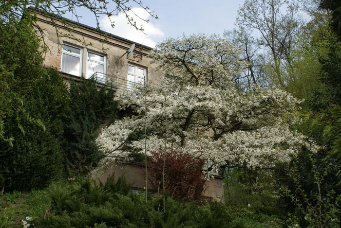 Cieszyński Szlak Kwitnącej Magnolii 