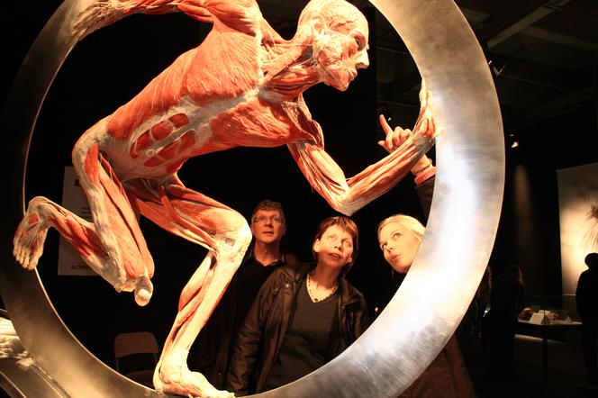 BODY WORLDS w Katowicach