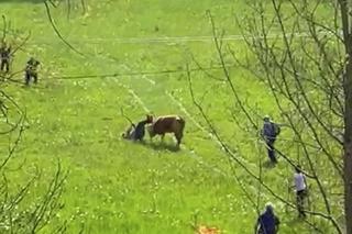 Horror na łące! Znęcali się nad cielakiem, wjeżdżali w niego samochodem