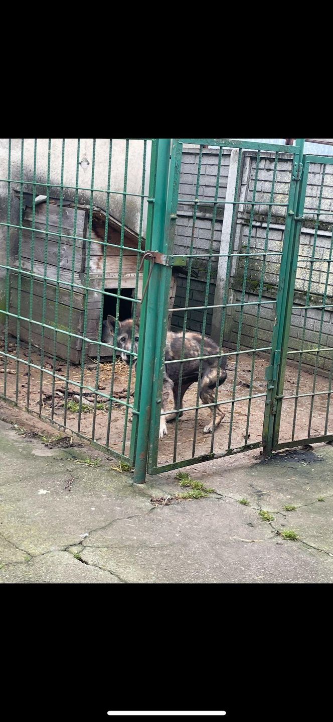 Koszmar suczki Figa niedaleko Gostynia. Sama skóra i kości, na mrozie, bez dostępu do wody i jedzenia