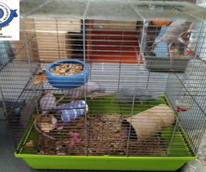 Dramatyczna interwencja w sklepie zoologicznym na Śląsku. Zwierzęta przetrzymywane w skandalicznych warunkach