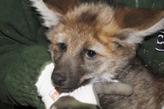 Zoo w Chorzowie: Urodziły się małe wilczki