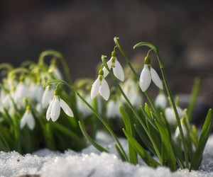 Śnieżyczka przebiśnieg (Galanthus nivalis)