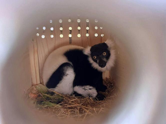 Lemury zamieszkały w gdańskim zoo