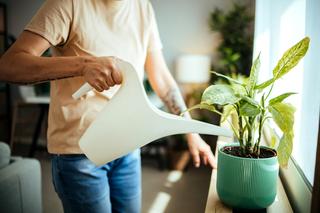 Podlewanie roślin doniczkowych - porady