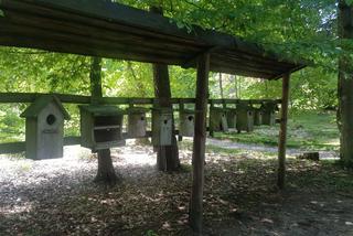 Leśne Arboretum Warmii i Mazur w Kudypach