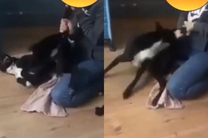Młoda matka znęca się nad psem. Zwierzę piszczy z bólu. Okrutne zachowanie 24-latki [WIDEO]