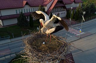  Bociany Błażek i Danusia