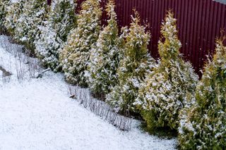 Koniecznie zrób to z tujami zimą, a będą zielone przez cały rok. Piękne, gęste drzewka wzbudzą zazdrość sąsiadów. Pielęgancja tui zimą