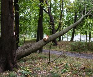 Park wilanowski zamknięty po burzy w Warszawie