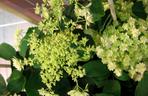 Hortensja drzewiasta 'Hayes Starburst' 