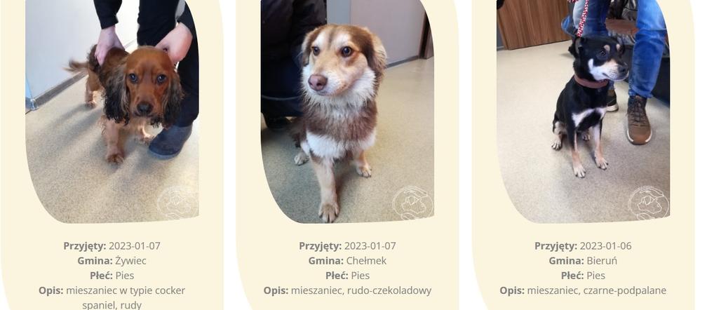 Psy, które po Sylwestrze trafiły do schroniska w Chełmku