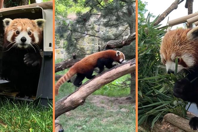 Samiec pandy rudej zamieszkał we wrocławskim zoo. Od razu wyskoczył na swój nowy wybieg [WIDEO]