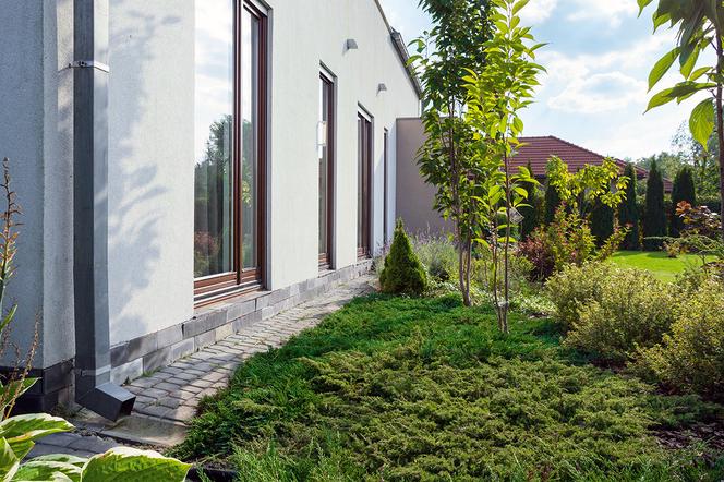 Iglaki płożące do ogrodu - jakie wybrać i jak wykorzystać w ogrodzie?