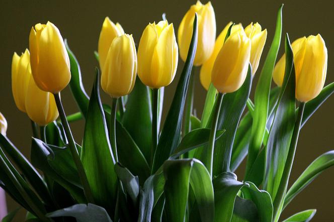 Tulipany - kolory, przez które możesz zaliczyć wpadkę 8 marca