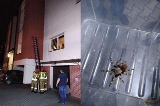 Obrzydliwy pająk spacerował po bloku w Krakowie. Mieszkańcy w szoku
