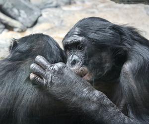 Szympansy bonobo
