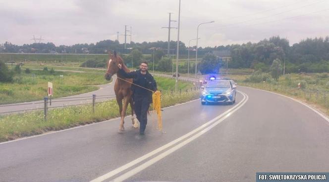 Policjanci zaopiekowali się koniem