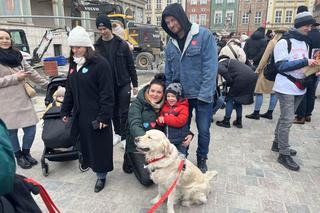 Golden Retriever WOŚP 2024 w Poznaniu. Psiaki też zbierają na dzieciaki. Kwesta na WOŚP i pokazy Golden Retrieverów 