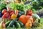 Kiedy wykopywać warzywa na zimę? Terminarz zbioru warzyw jesienią