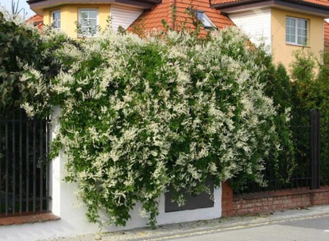 Jakie rośliny ogrodowe dobrze rosną w mieście lub przy ruchliwej drodze?