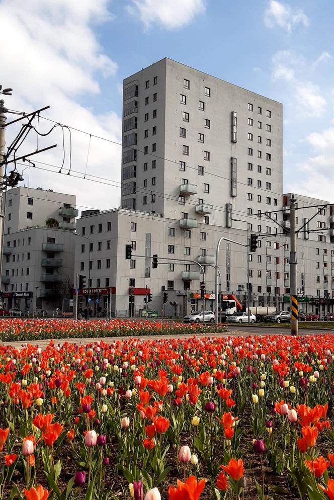 Warszawa jak ogród – Rondo Młociny w wiosennej odsłonie w czerwonej wersji