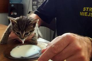Strażnicy miejscy uratowali małego kotka