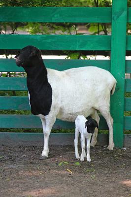 W Warszawskim Zoo urodziła się owieczka somalijska
