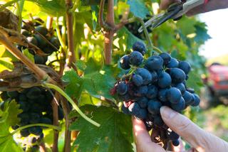 Winogrona w ogrodzie: pielegnacja winorosli